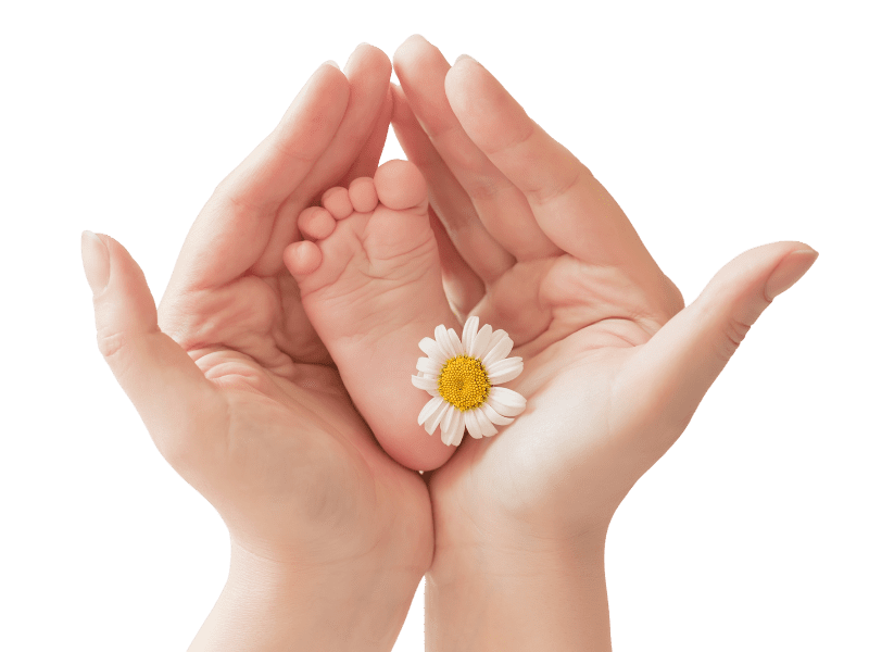 Mothers hands holding a baby's foot with a daisy to the right of the baby foot. Background is transparent (Taratata, Getty Images Pro)